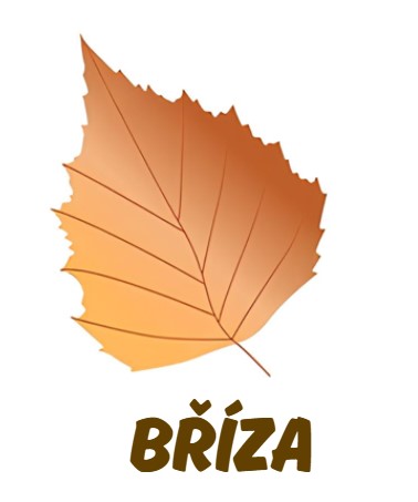 bříza list