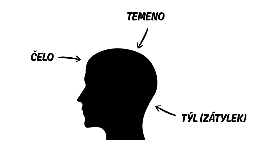 temeno hlavy a zátylek