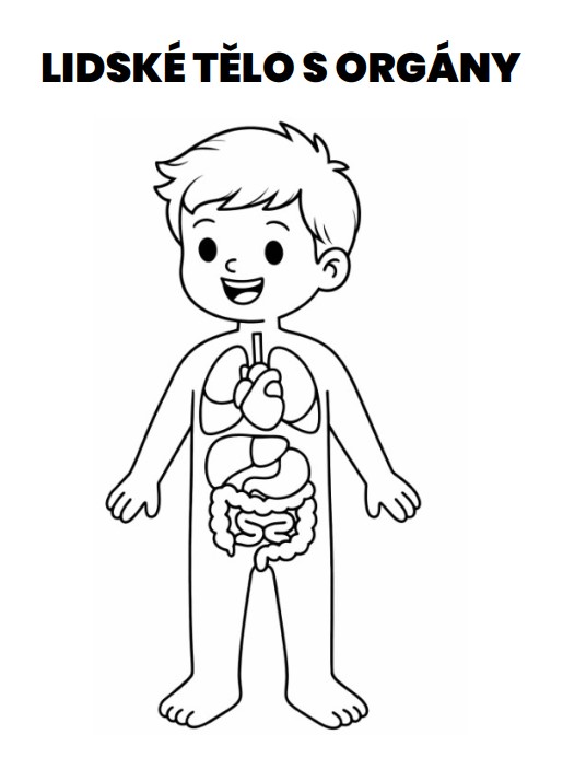 lidské tělo omalovánky